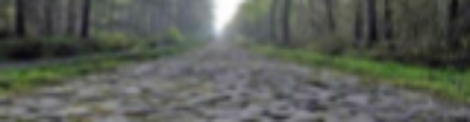 Rock path through forest